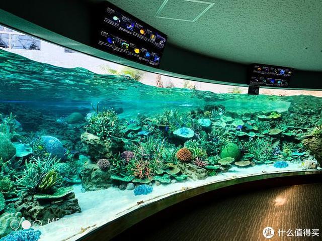 日本pitta口罩,日本买口罩用什么软件