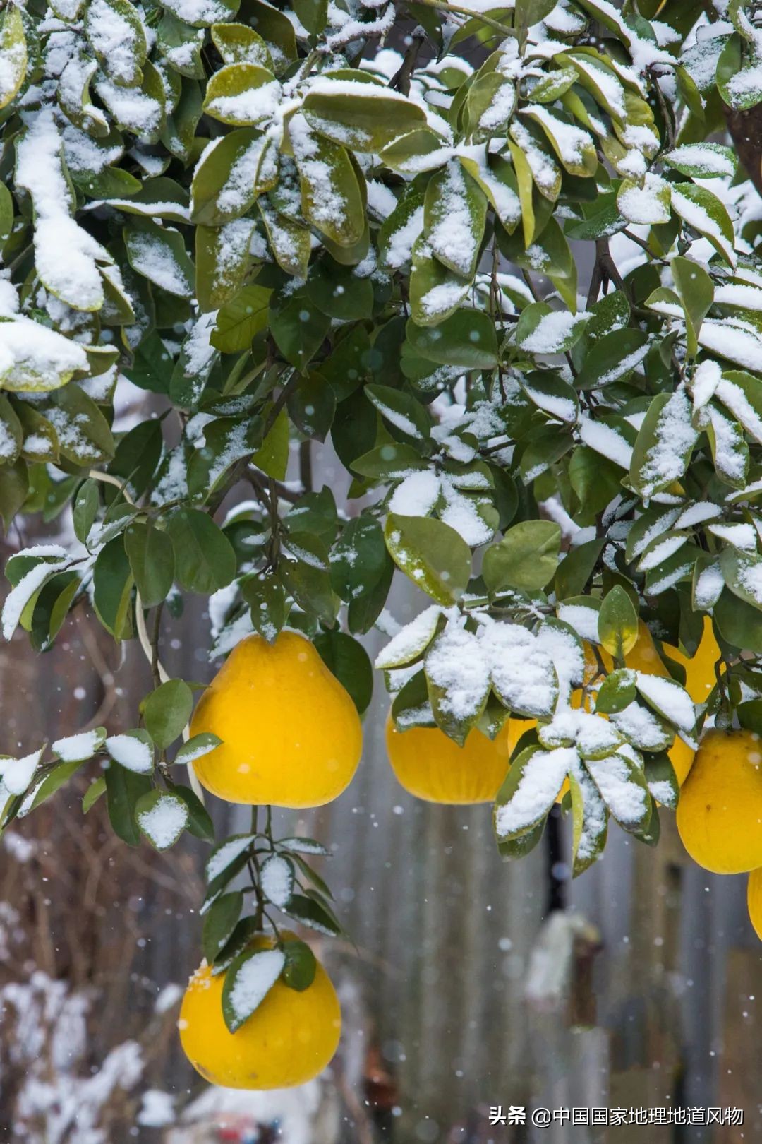 陕西水果第一大省有什么水果,陕西盛产水果吗