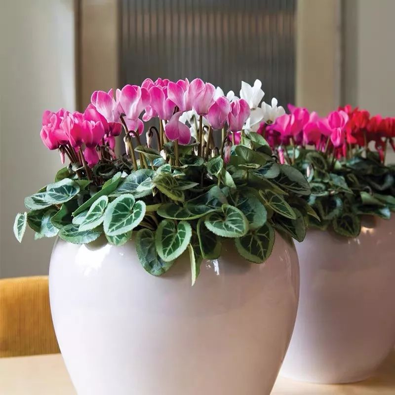 冬天一定要养的十种花,冬天养花养哪些植物好看