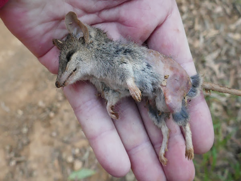 牡丹花下死的片段,牡丹下死口咬主人为什么