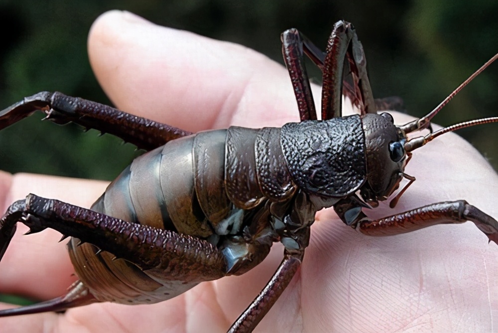 世界上最强的十种昆虫,昆虫界无毒的最厉害的十大昆虫