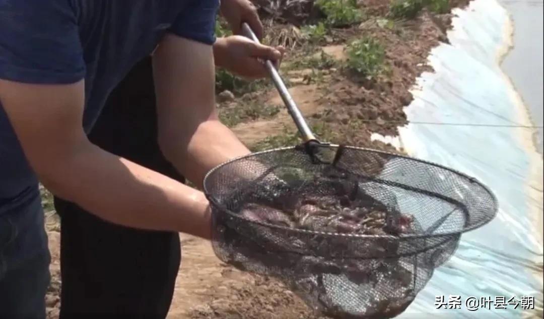 致富项目农村养殖泥鳅,农村养殖泥鳅有扶持吗