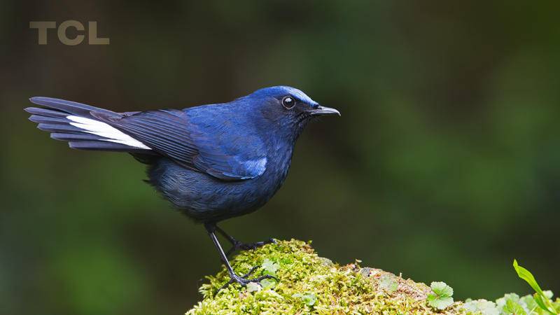 大眼橙投影仪家用x7m智能投影,极米和大眼橙x7d投影仪对比