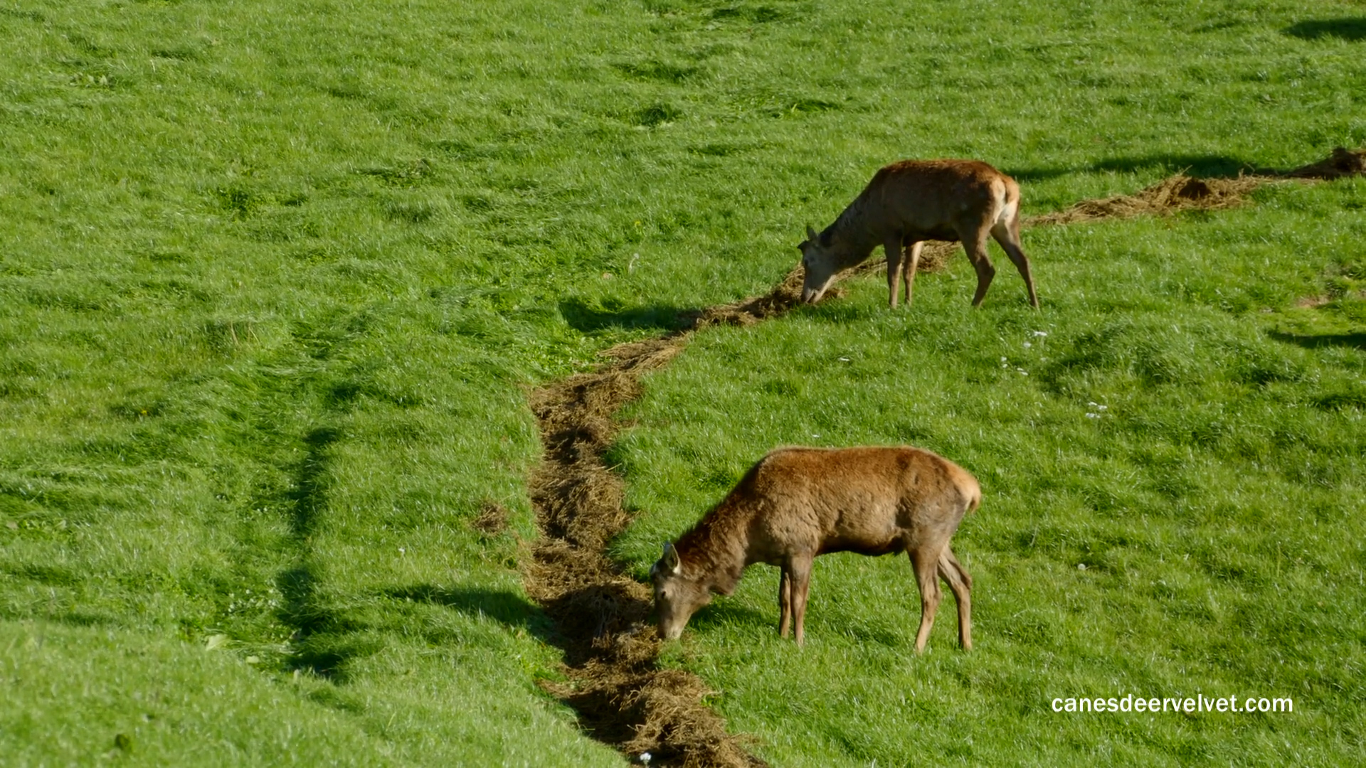 手术之后，新西兰CANES鹿茸胶囊帮你快速康复