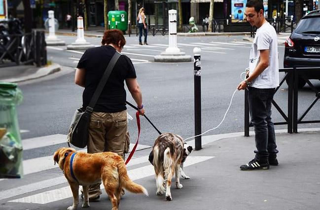 狗狗出门叫不过来怎么训练,狗狗一出笼子就兴奋乱跑怎么训练
