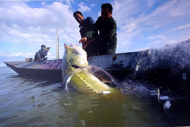黑龙江最大的野生鱼种,黑龙江十大鱼种