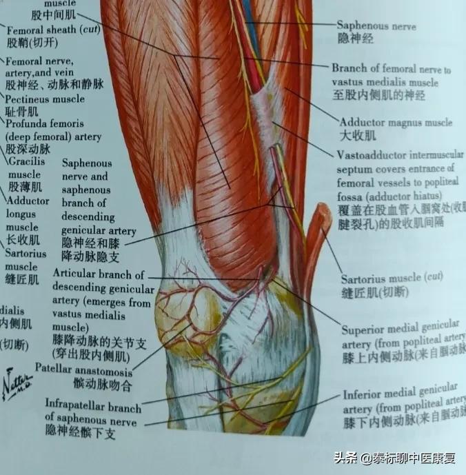 膝关节疼痛小针刀治疗视频,怎样用小针刀治疗膝关节痛