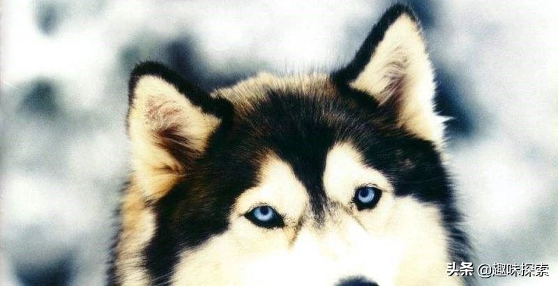 蓝眼睛美国,蓝灰色瞳孔美国