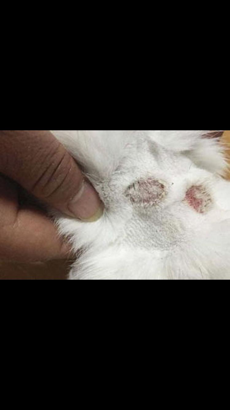 十年临床猫医生治猫癣的建议