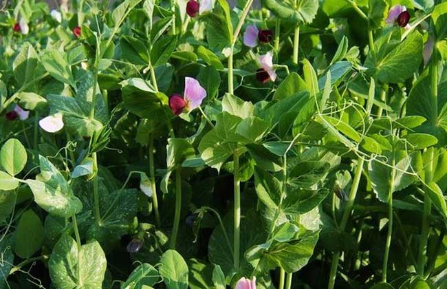 豌豆潜叶蝇病害图片,豌豆炭疽病的防治方法