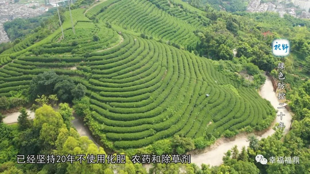 绿色茶园除草剂,无除草剂的茶园