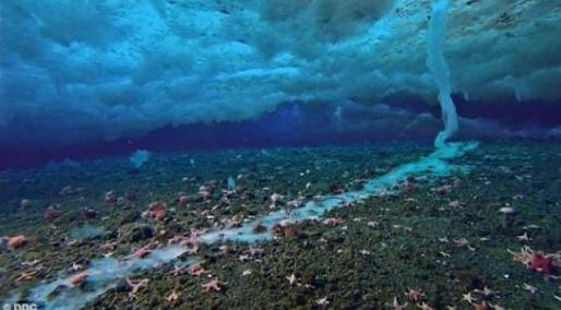南极深海出现死亡冰柱现象,南极死亡冰柱瞬间冰冻海洋生物