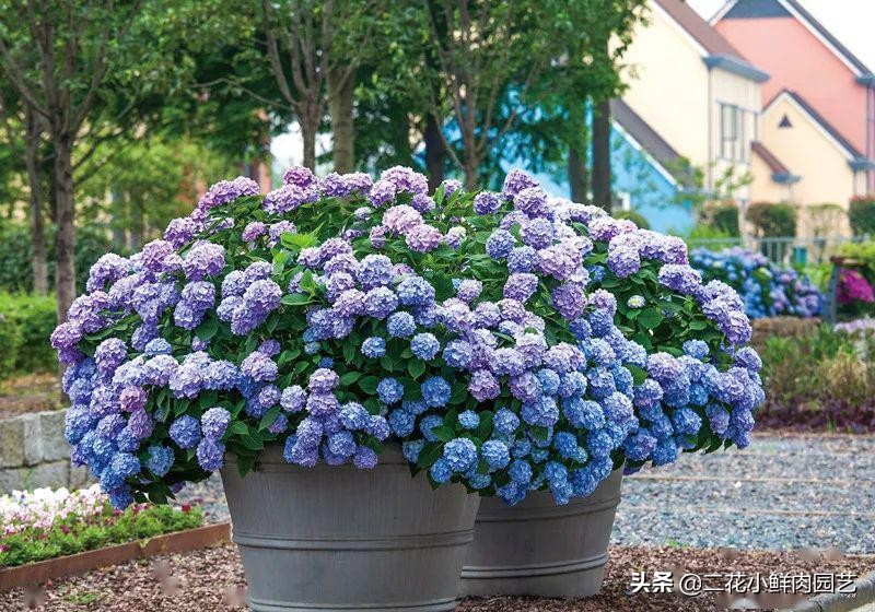 鍥壓鑺卞崏绉嶆鐭ヨ瘑鍏ラ棬,鑺卞崏鍥壓濡備綍鍏ラ棬