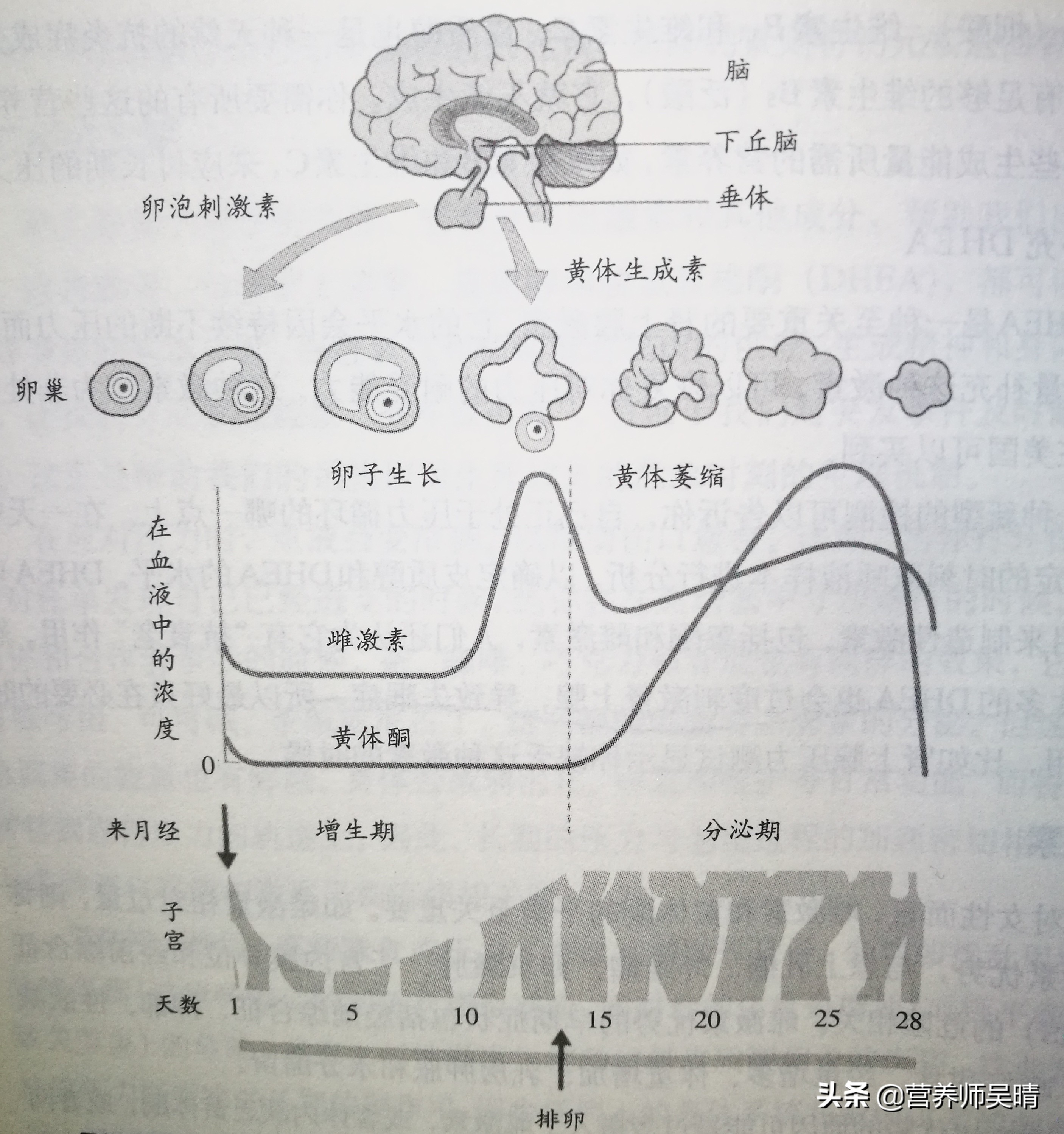 当减肥遇到姨妈期怎么办,减肥遇上经期吃什么