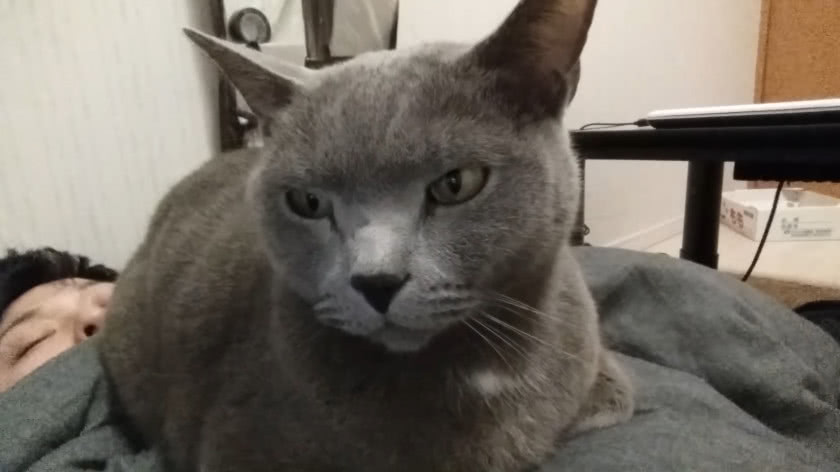 猫咪喜欢用屁股对着你啥意思,猫咪总喜欢拿屁股对着我