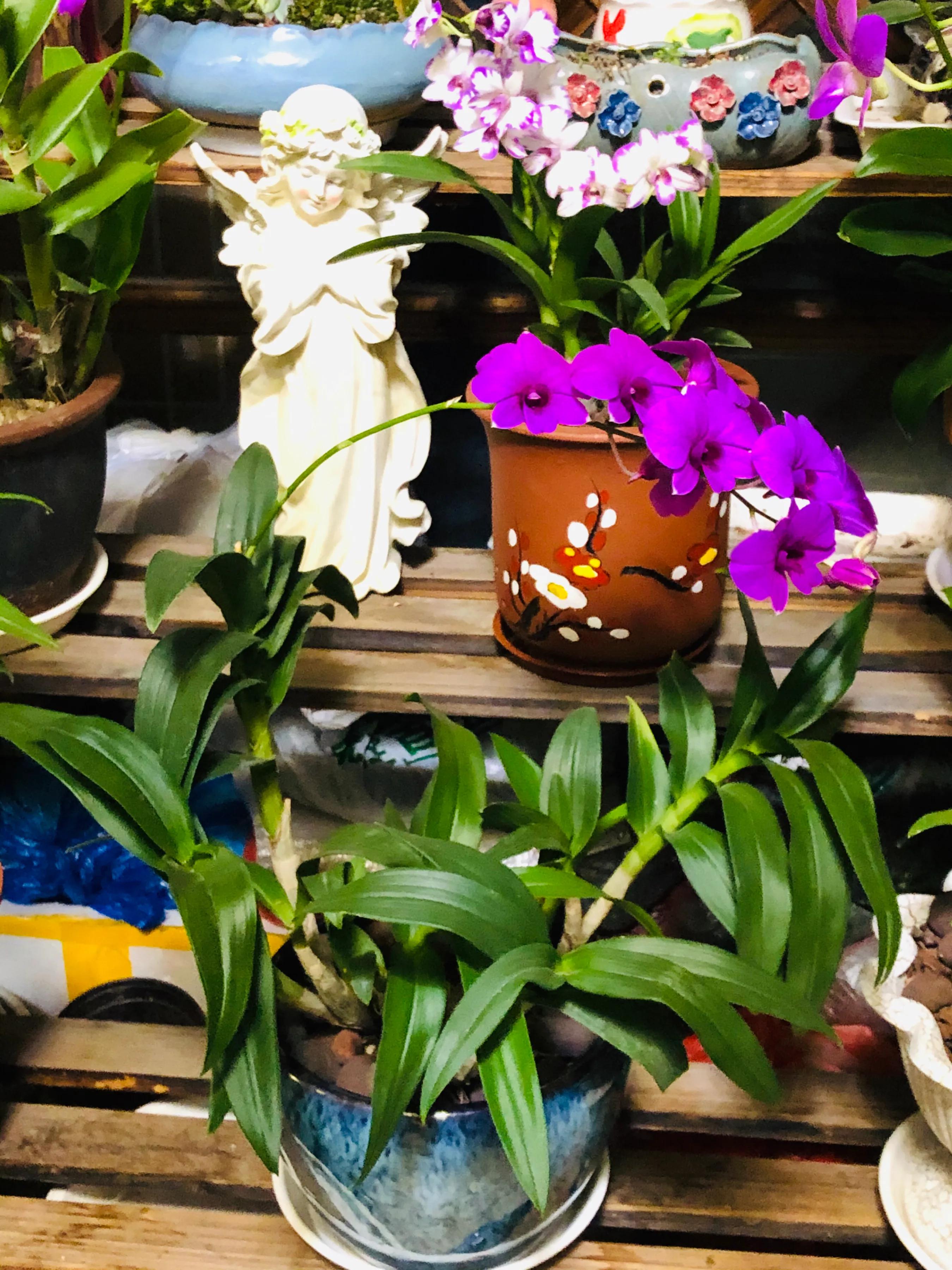 蝴蝶石斛兰怎么养,盆栽里长得像蝴蝶花的是什么花