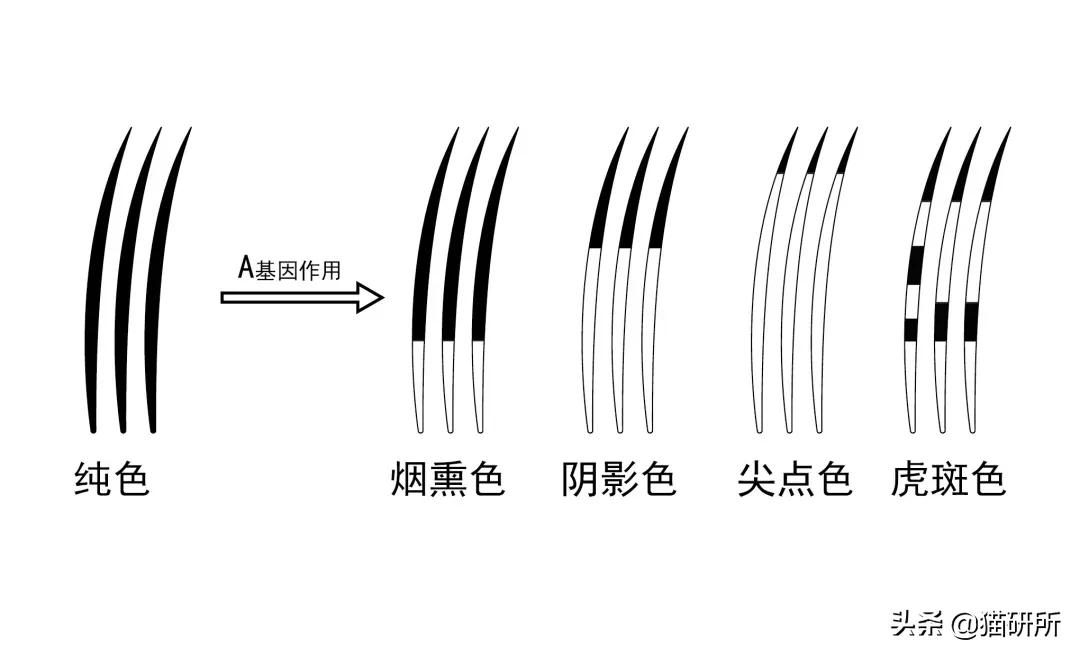 猫咪的花纹是怎么长出来的,猫咪身上的花纹有多奇葩