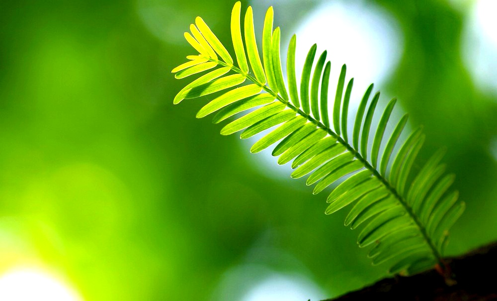 湖北恩施水杉在哪里,恩施水杉公园