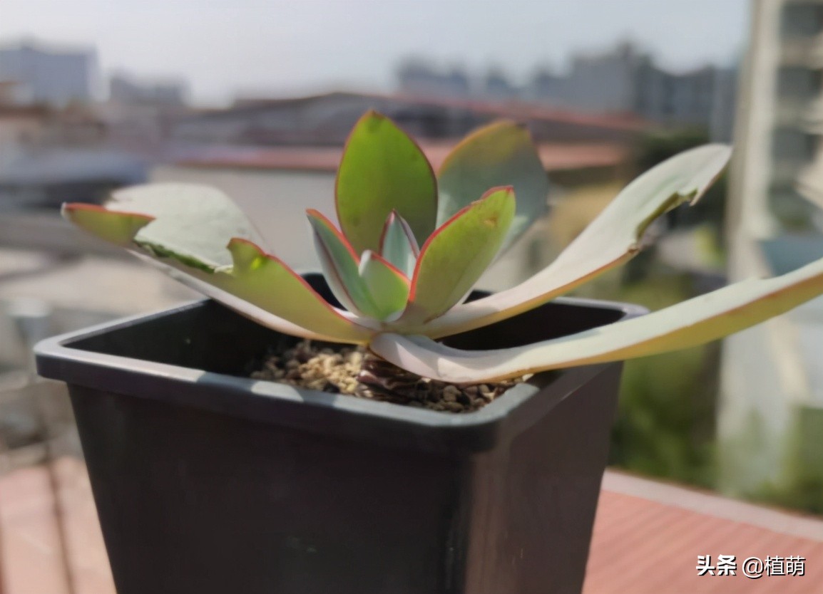 多肉遭虫害,多肉被鸟儿吃了怎么办