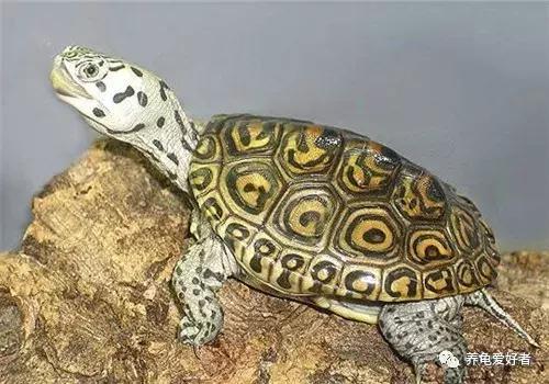 给乌龟干养的正确操作你做对了吗,给乌龟做家的简单办法