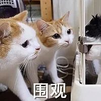 母猫发情用棉签戳，结果棉花掉进去了……