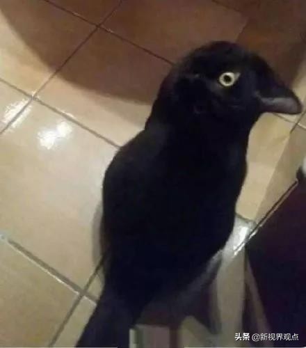 神奇的视觉错位图30张,神奇的错位照片