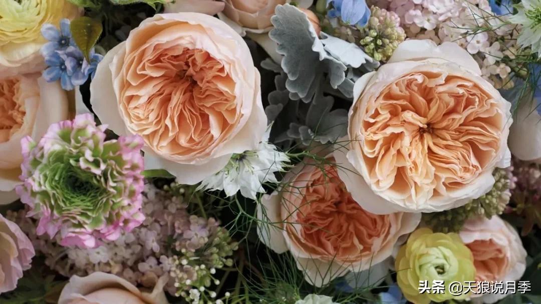 诗情与花意｜种花不识“奥切”仙，纵是花神也枉然