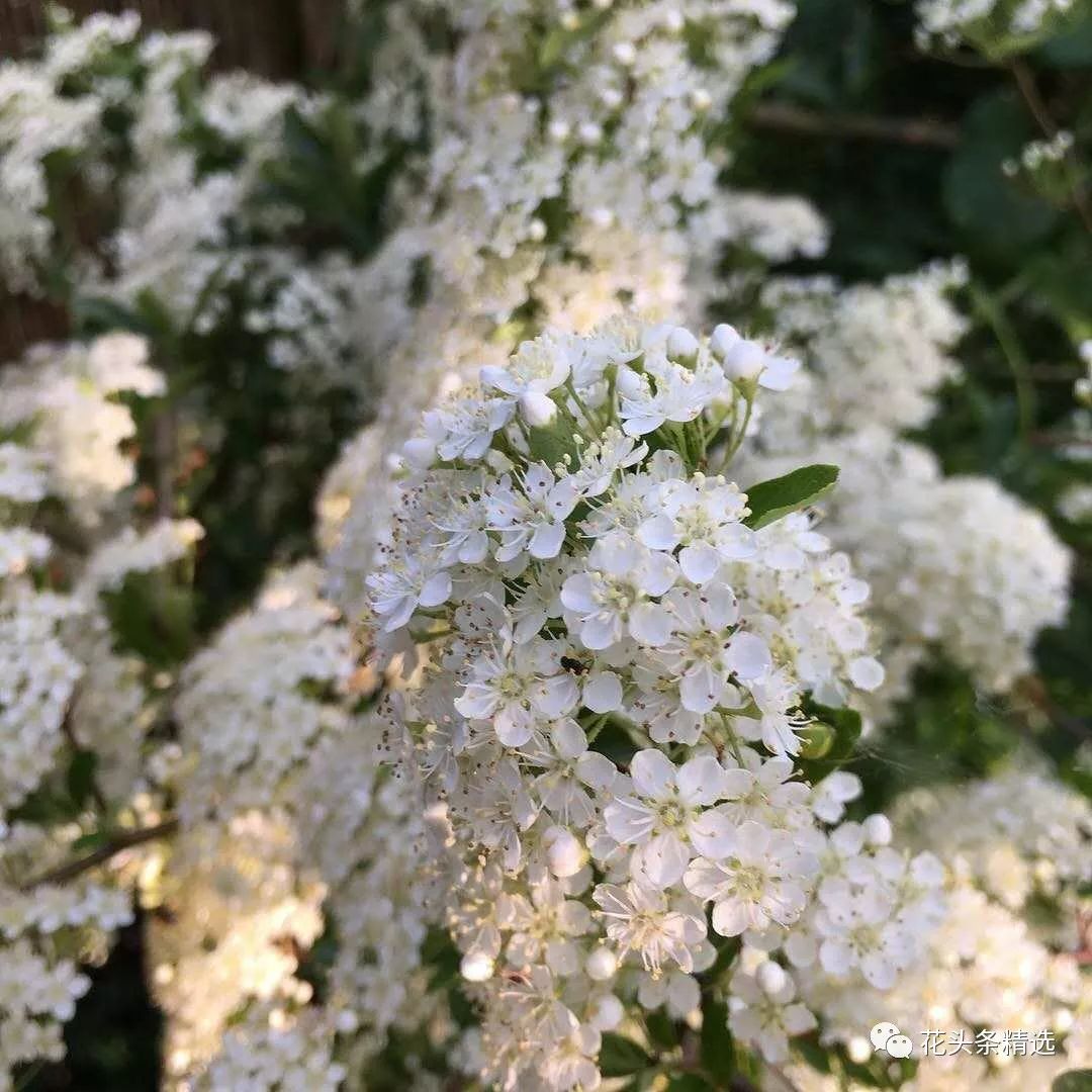 最优质的北美冬青,北美冬青性价比高的