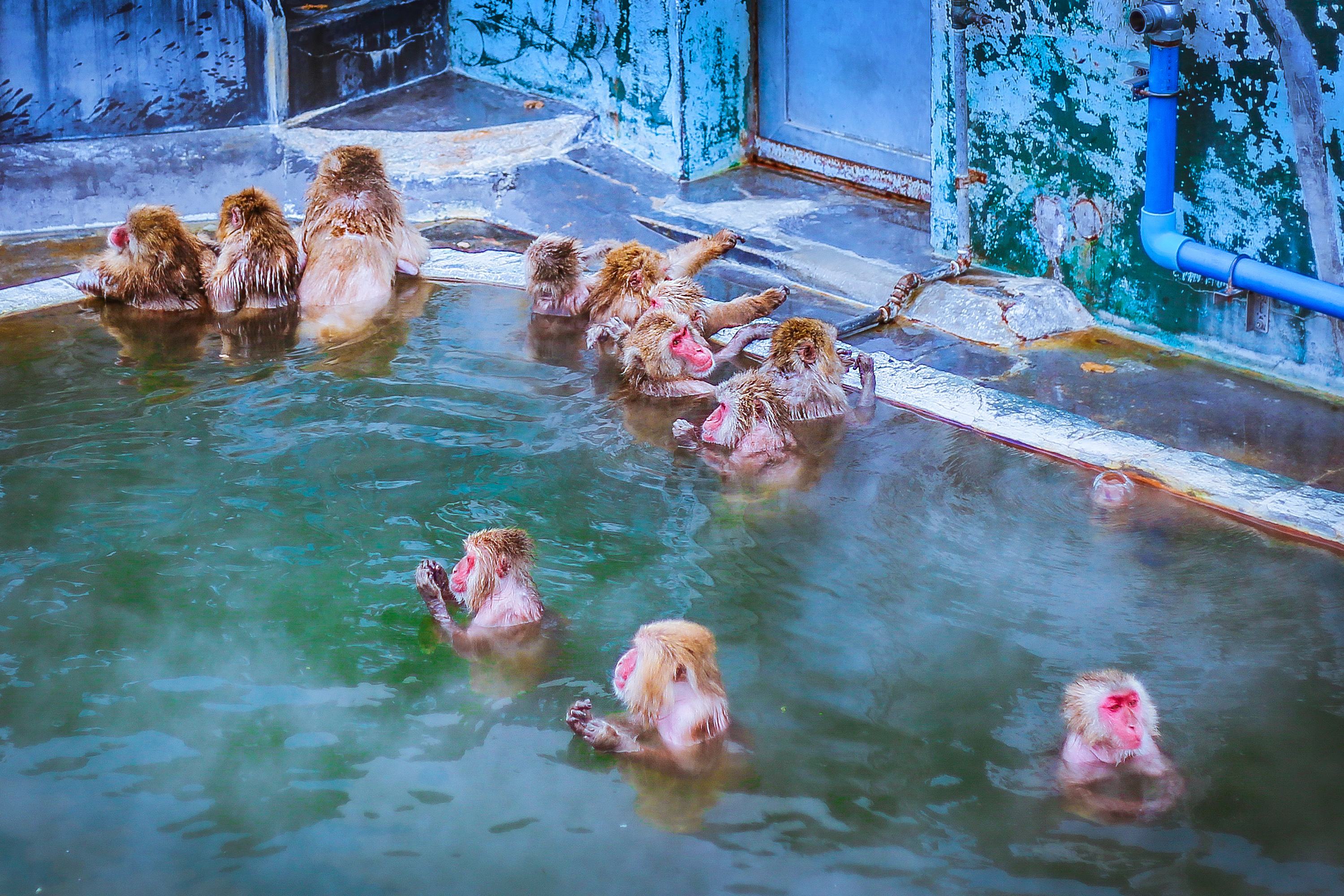 这群猴子拥有龙命，工作就是泡温泉，游客：命还不如一只猴子好