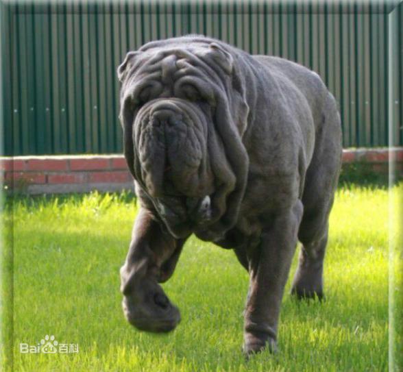 性格温顺的大型犬品种,宠物狗大型犬都有哪些品种