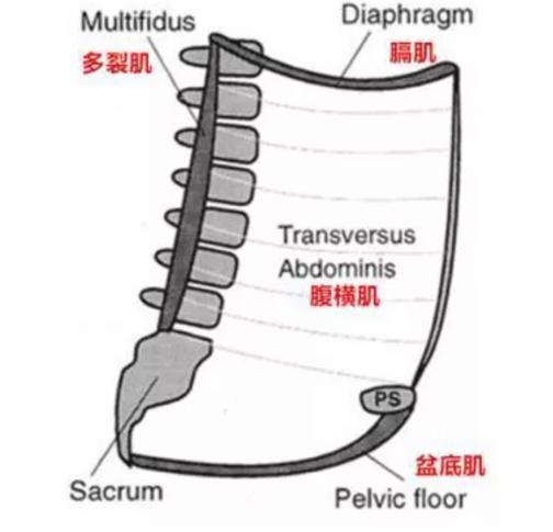顽固性腰痛怎么治愈,困扰多年的腰疼问题终于搞清楚了