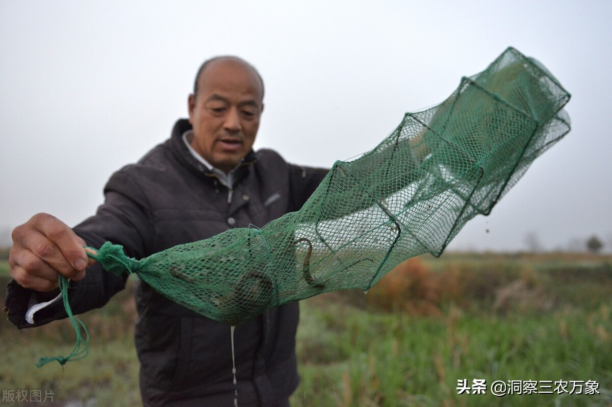 黄鳝怎么捕捉,黄鳝如何捕捉