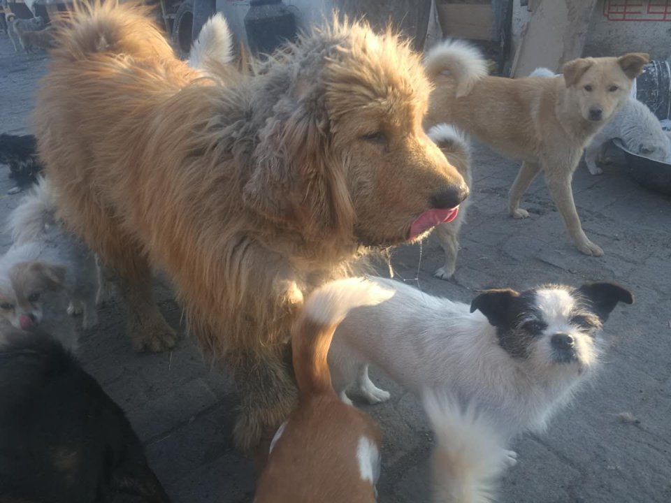 藏獒救主人感人瞬间,救助站救了一只被关多年的藏獒