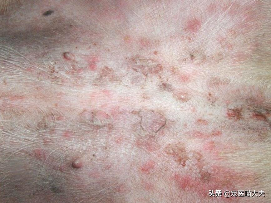 狗狗真菌感染脓皮症治疗,狗狗脓皮症吃什么消炎药