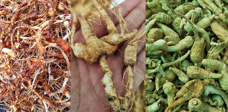 鲜参的加工详细方法,鲜参的种类大全