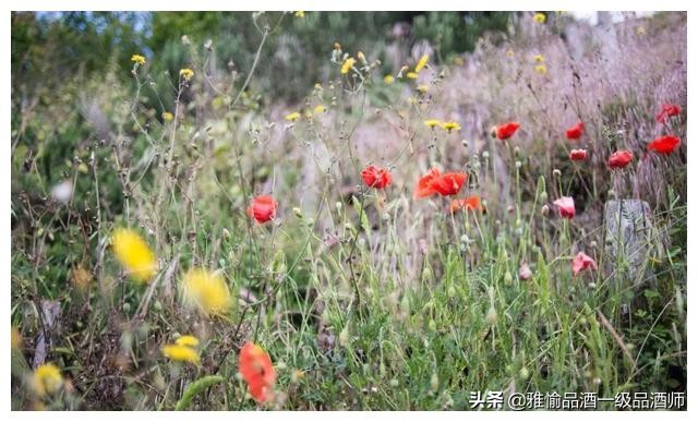 专家盲评白酒排行榜,盲评白酒专家