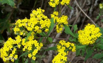 败酱草属于什么类,败酱是什么