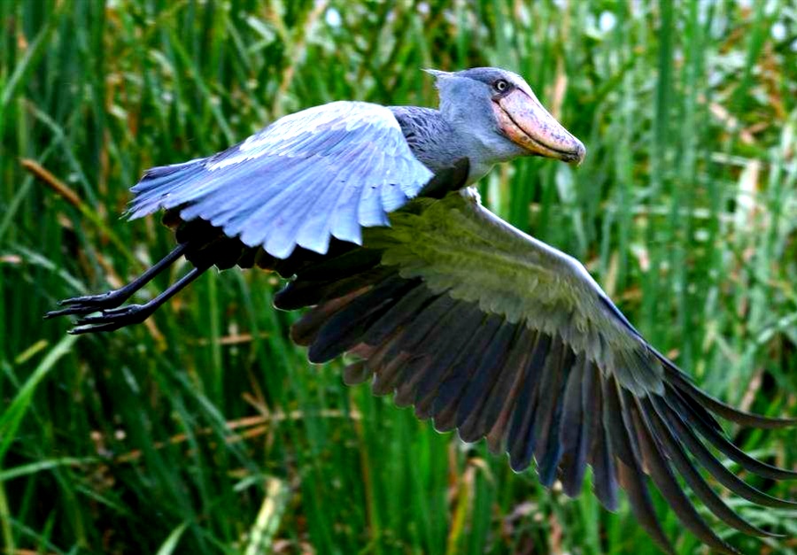 鲸头鹳看上去呆傻又蠢萌，实际上它连鳄鱼都吃，龟壳都能消化掉