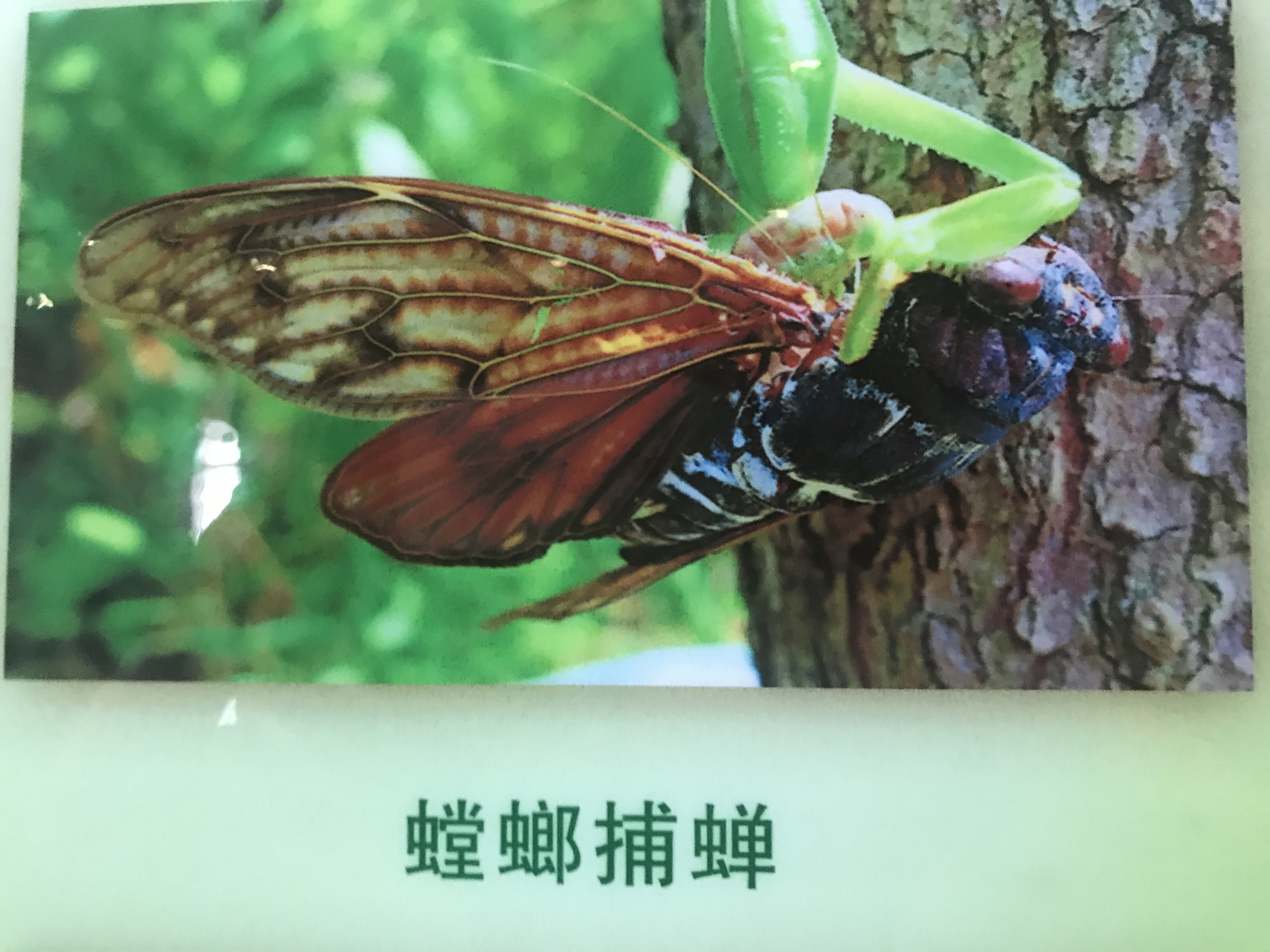 螳螂捕蝉黄雀在后相同意思的成语,螳螂捕蝉黄雀在后是谚语还是成语