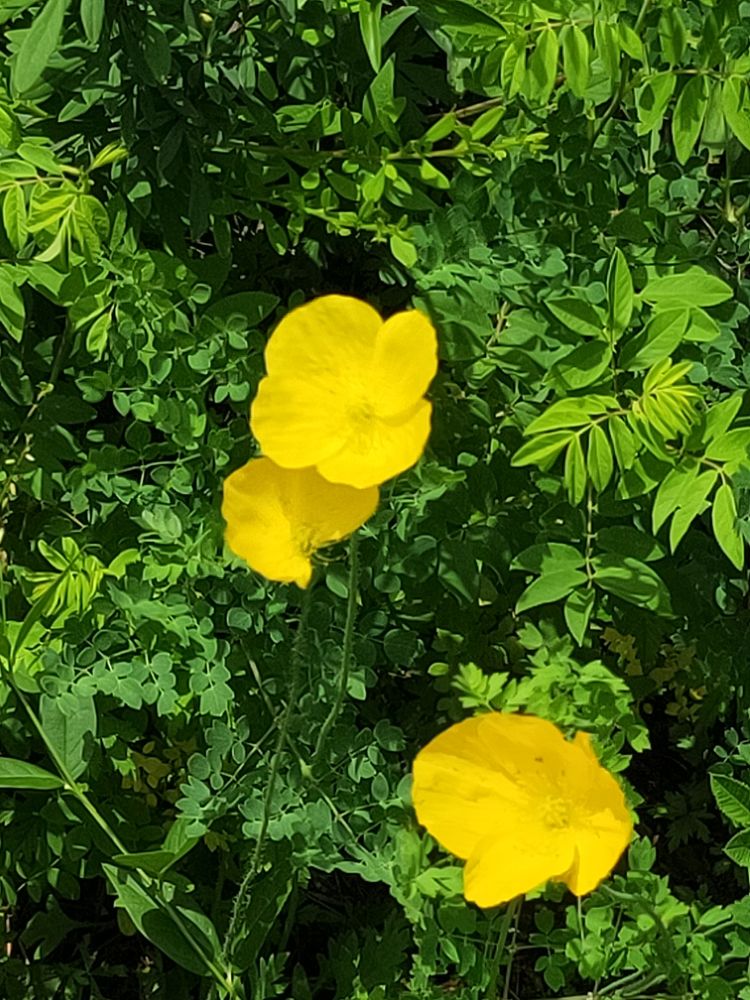 美丽的高岭塞罕坝,美丽的高岭朗诵