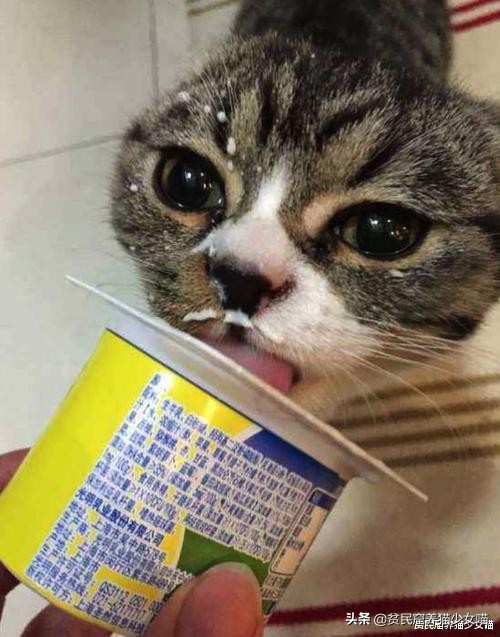 猫咪拉肚子医生给了益生菌,猫咪拉稀喂蒙脱石散需要禁食吗