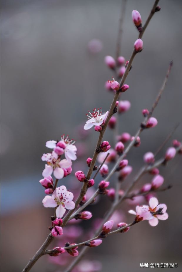 自驾游结伴的利弊,结伴自驾利与弊