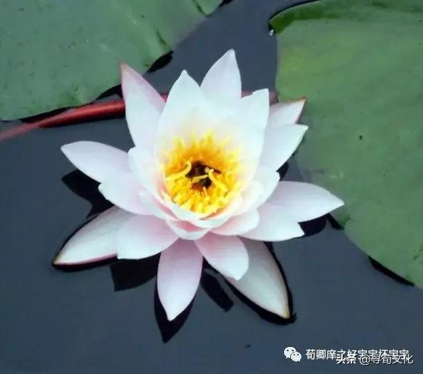 管子明法原文及译文,管子管仲全文及译文