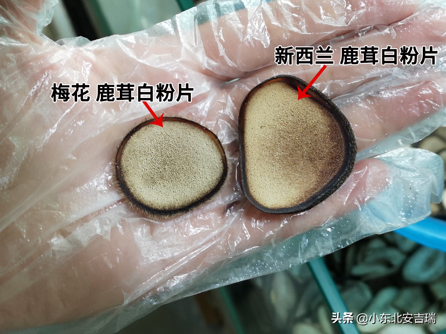 别再把鹿茸和梅花鹿茸画等号了，你以为的并不是你以为的