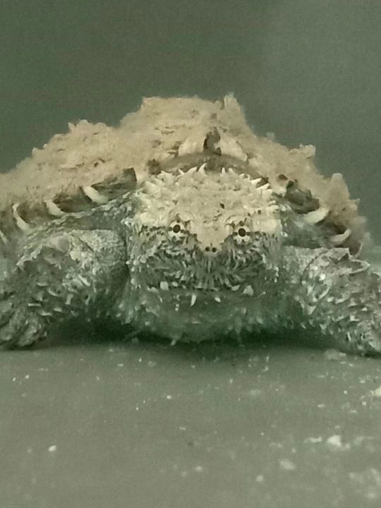 佛鳄饲养注意事项,佛鳄龟养殖技术及管理