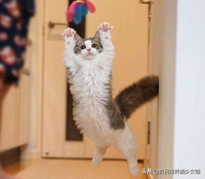 最受欢迎的猫咪品种排行榜,十大最受欢迎的猫咪品种