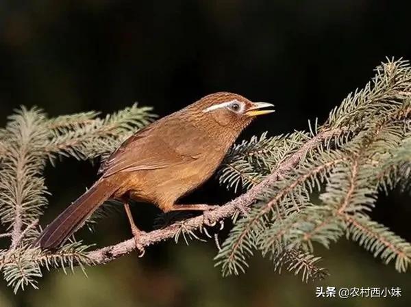 画眉鸟母鸟叫不大声,专治画眉鸟不敢叫