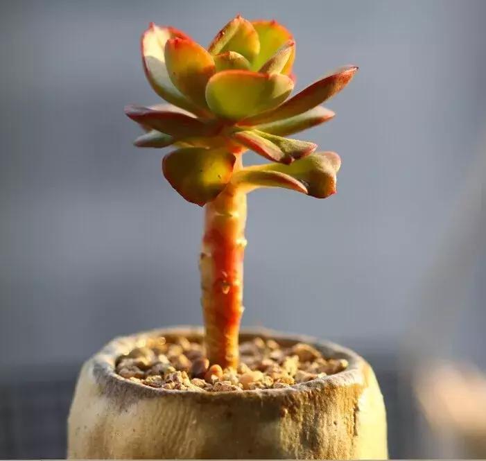 多肉的蚧壳虫怎样彻底消灭,多肉小黑飞和蚧壳虫用什么药