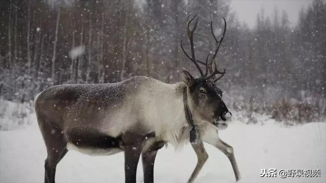 敖鲁古雅原始部落驯鹿喂草,敖鲁古雅驯鹿旅行