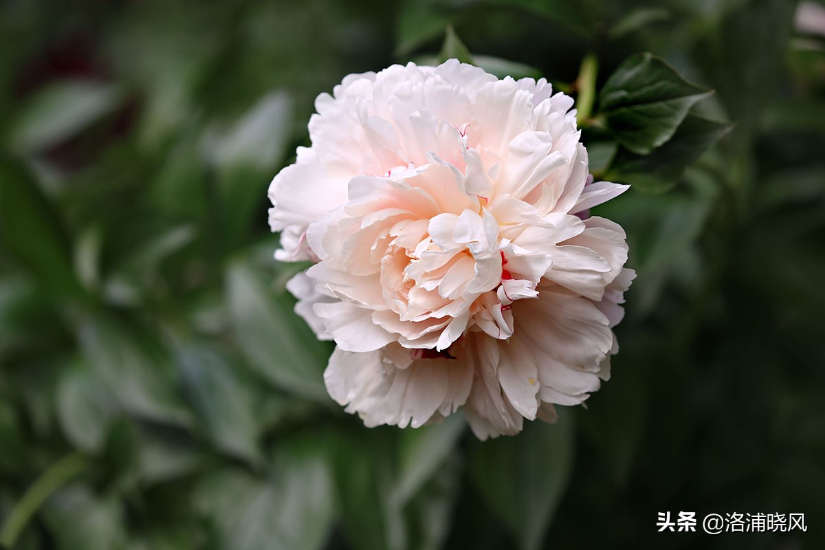 大院绿化的回忆——顺便看看院里的芍药定个究竟有多少种？